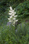 Weak-leaf yucca